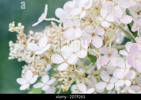 Regen Tropfen auf rosa Hortensien Blumenzweig im Garten Stockfoto