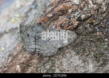 Weidenmot (Peribatodes rhomboidaria) Stockfoto