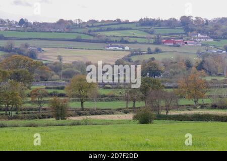 Upper Broomhedge, County Antrim, Nordirland. 22. Oktober 2020. UK Wetter - ein grauer ruhiger Tag mit zunehmender grauer Wolke. Herbstfarben sind zu sehen, wenn whopper-Schwäne mit County Down im Hintergrund über die Landschaft fliegen. Kredit: CAZIMB/Alamy Live Nachrichten. Stockfoto