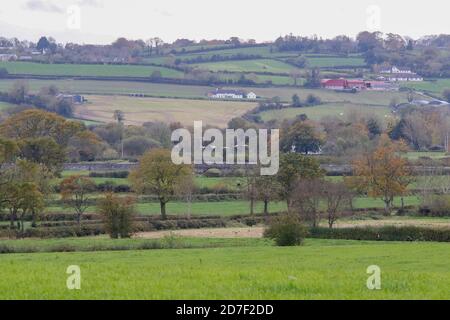 Upper Broomhedge, County Antrim, Nordirland. Oktober 2020. Wetter in Großbritannien - ein grauer, ruhiger Tag mit zunehmender grauer Wolke. Herbstfarben werden gezeigt, während Schwäne über die Landschaft fliegen, während County unten im Hintergrund liegt. Cygnus cygnus im Flug. Quelle: CAZIMB/Alamy Live News. Stockfoto