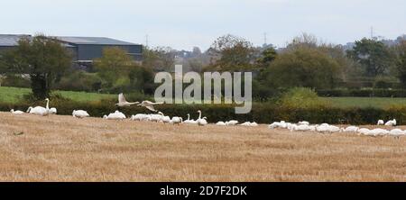 Upper Broomhedge, County Antrim, Nordirland. 22. Oktober 2020. UK Wetter - ein grauer ruhiger Tag mit zunehmender grauer Wolke. Herbstfarben zeigen sich als whopper Schwäne ruhen, füttern und sammeln. Kredit: CAZIMB/Alamy Live Nachrichten. Stockfoto