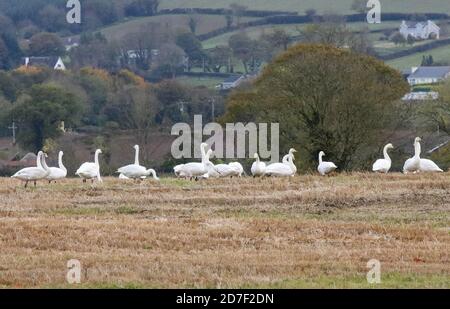 Upper Broomhedge, County Antrim, Nordirland. 22. Oktober 2020. UK Wetter - ein grauer ruhiger Tag mit zunehmender grauer Wolke. Herbstfarben zeigen sich als whopper Schwäne ruhen, füttern und sammeln. Kredit: CAZIMB/Alamy Live Nachrichten. Stockfoto