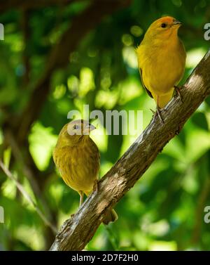 Atlantischer Kanarienvogel, ein kleiner brasilianischer Wildvogel.der gelbe kanarienvogel Crithagra flaviventris ist ein kleiner Singvogel in der Familie der Finken Stockfoto
