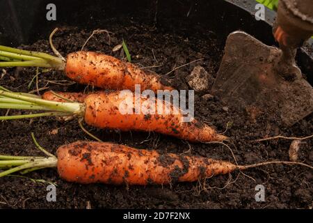 Frisch gegrabene Karotten, in einem Eimer angebaut. Stockfoto