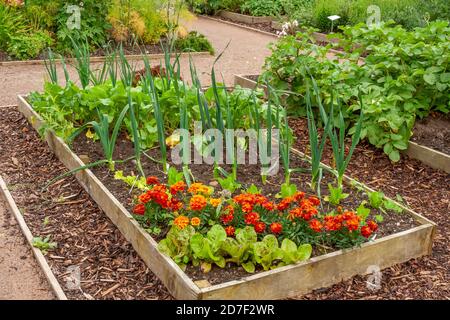 Gemischte Blumen und Gemüse wachsen in einem hölzernen Hochbett. Stockfoto