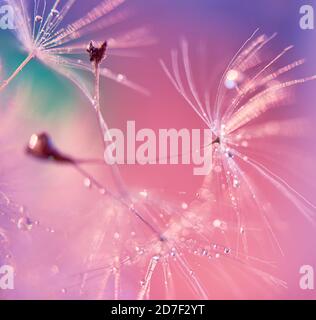 Abstraktes Bild von Löwenzahnsamen auf rosa Hintergrund Makrofoto selektiver Fokus Glühen Lichter Hintergrund Poster Design Stockfoto