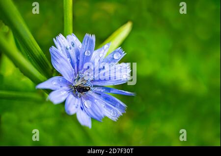 Zichorien-Blume Nahaufnahme in Regentropfen mit einer Biene auf einem verschwommenen grünen natürlichen Hintergrund. Speicherplatz kopieren Stockfoto