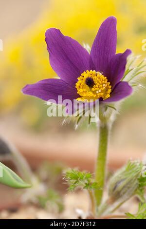 Eine Pulsatilla Vulgaris (Paspelblüte) in voller Blüte. Stockfoto