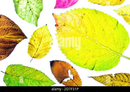 Collage aus bunten Herbstblättern auf weißem Hintergrund Stockfoto