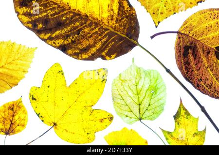 Collage aus bunten Herbstblättern auf weißem Hintergrund Stockfoto