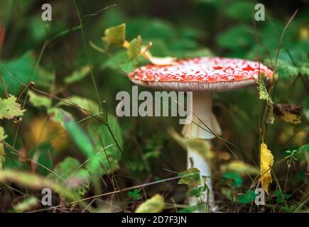 Schöne Fliegenkärsche im Herbstwald. Natur Stockfoto