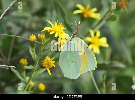 Kleopatra Schmetterling (Gonepteryx cleopatra) Erwachsene Fütterung auf Blume Menorca, Balearen, Spanien Oktober Stockfoto