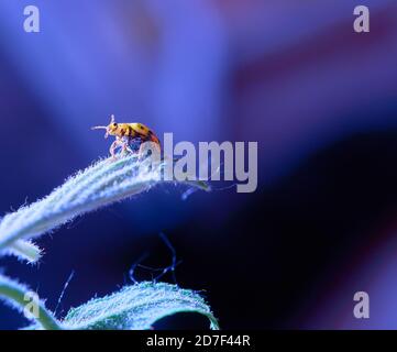 Сlose-up einer gelben Marienkäfer auf einem Zweig auf violettem Hintergrund. Makrofotografie von Marienkäfer. Psyllobora vigintiduopunctata, Coccinelli. Speicherplatz kopieren Stockfoto