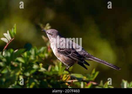 Nahaufnahme Einzelaufnahme eines nördlichen Mockingvogels (Mimus polyglottos), der auf einem Ast steht. Dieser weiße bauchige graue Vogel ist in Nord Amer beheimatet Stockfoto