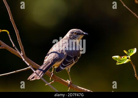 Nahaufnahme Einzelaufnahme eines nördlichen Mockingvogels (Mimus polyglottos), der auf einem Ast steht. Dieser weiße bauchige graue Vogel ist in Nord Amer beheimatet Stockfoto