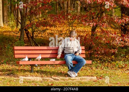 Boyd, MD, USA 10/20/2020: Ein Kaukasier mittleren Alters, der Jeans und Turnschuhe trägt, sitzt allein auf einer Bank und füttert Tauben. Herbst Farben und gefallen Stockfoto