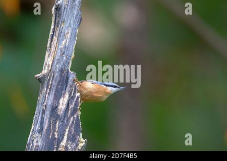 Eurasischer Nacktnatch (Sitta europaea) im Herbst. Stockfoto