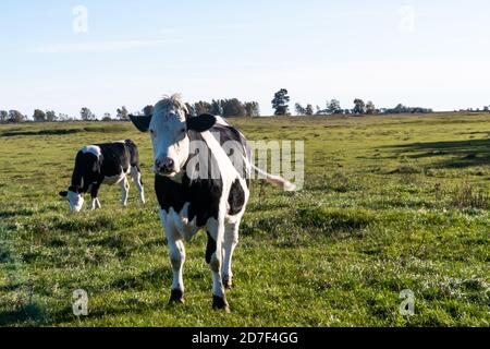 Schwarze und weiße Rinder in einer grünen Landschaft auf dem schwedische Insel Oland Stockfoto