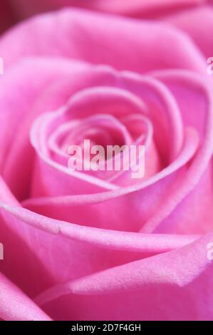 Rose Blume Fragment Makroaufnahme lokalen Fokus Stockfoto