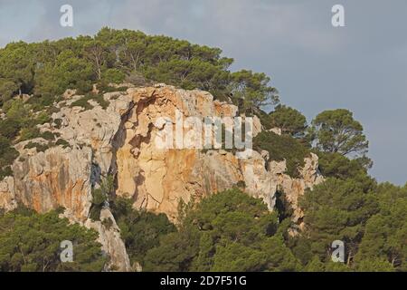 Pinien wachsen auf felsigen Ausbissen Menorca, Balearen, Spanien Oktober Stockfoto