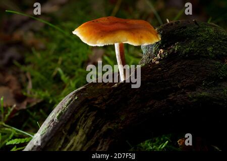 Schwefeltuft Pilz wächst auf dem verfaulenden Ast eines Baumes, beleuchtet vom letzten Sonnenlicht Stockfoto