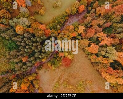 Luftaufnahme von Drohne zum Herbstwald Stockfoto
