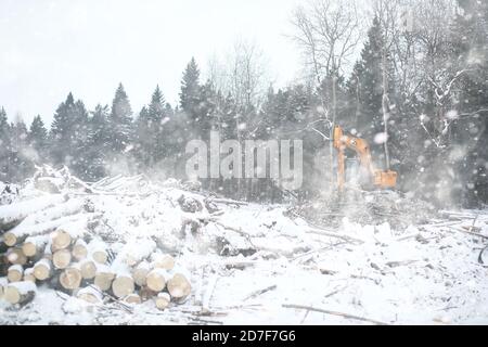 Ein LKW transportiert Holzstämme im Rücken. Holzstapler Stockfoto