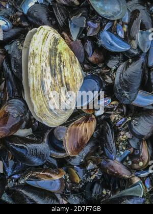 Muscheln auf Sand. Natürlicher Strand Hintergrund. Draufsicht Stockfoto