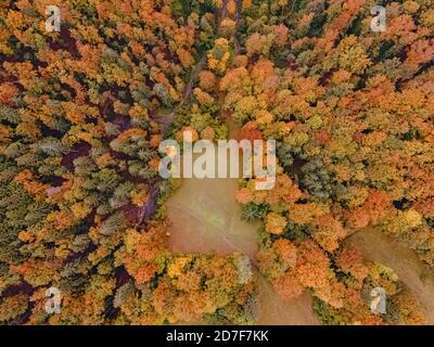 Luftaufnahme von Drohne zum Herbstwald Stockfoto