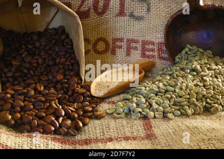 Geröstete und grüne Kaffeebohnen auf Jutebeutel Stockfoto