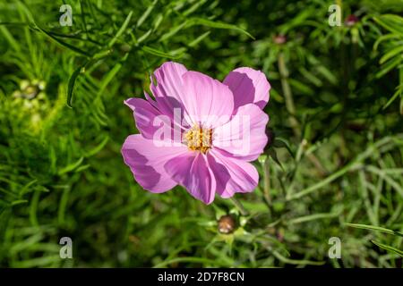Makro Draufsicht auf eine leuchtend rosa blühende Kosmosblüte mit gefiederten Blättern, in einem sonnigen Garten (mit Kopierfläche) Stockfoto