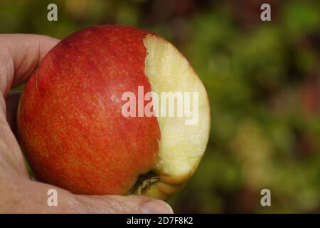 Einen halb gefressenen Apfel (Jonagold) mit roter Haut im Herbst in einem holländischen Garten halten. Niederlande Oktober Stockfoto