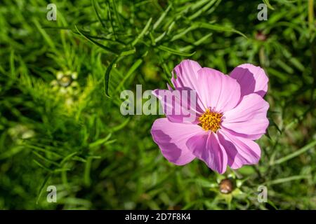 Makro Draufsicht auf eine leuchtend rosa blühende Kosmosblüte mit gefiederten Blättern, in einem sonnigen Garten (mit Kopierfläche) Stockfoto