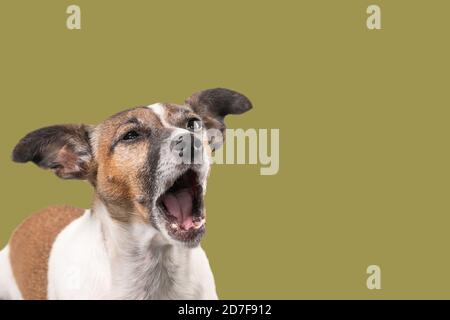 Der lustige Jack Russell Terrier scheint mit weit geöffnetem Mund zu schreien. Hundekopf vor goldenem Hintergrund, Kopierraum Stockfoto