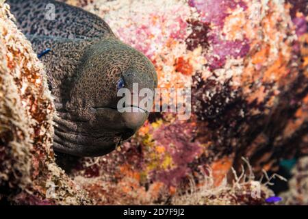 Nahaufnahme von Moray Eel im Korallenriff von Red Meer / Ägypten Stockfoto