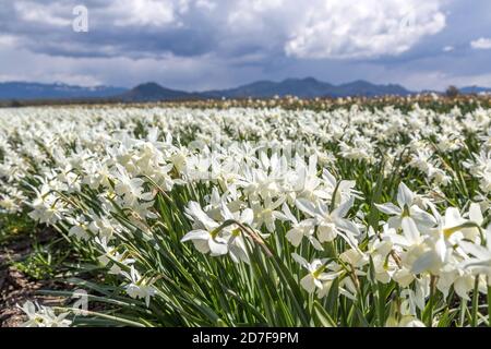 White Daffodil Fields in Skagit Valley, Washington-USA Stockfoto