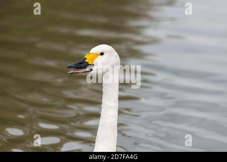 Kopfaufnahme eines Schwans der Bewicks (cygnus columbianus) Im Wasser Stockfoto