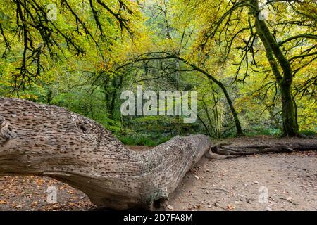 Nahaufnahme von Münzen, die in einen Baumstamm gehämmert wurden Tarr Schritte im Exmoor National Park Stockfoto