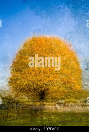 Eiche im Herbst in Witton Park, Blackburn, England Stockfoto