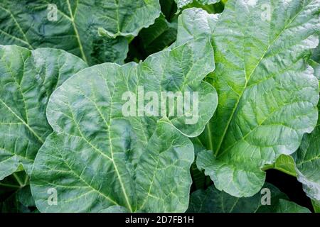 Rhabarberpflanze mit großem grünen Blatt im Garten Stockfoto