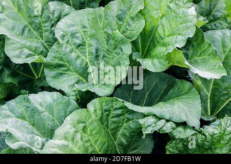 Rhabarberpflanze mit großem grünen Blatt im Garten Stockfoto