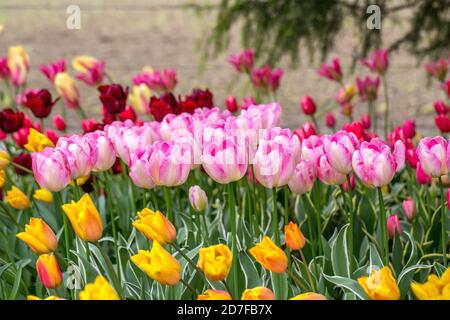 Wunderschöne Tulpen im Skagit Valley, Washington-USA Stockfoto