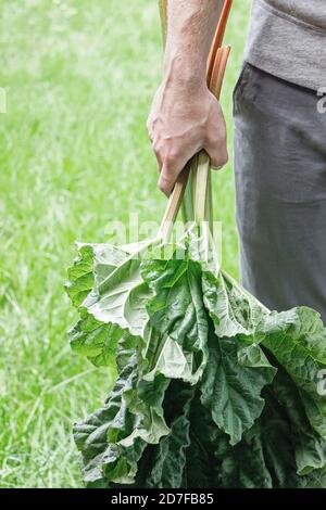 Mann hält frische Rhabarberpflanze in der Hand Stockfoto