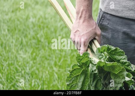 Mann hält frische Rhabarberpflanze in der Hand Stockfoto