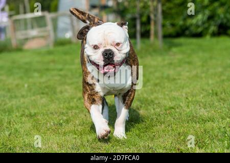 Brindle Mantel American Bulldog Hund in Bewegung auf Gras Stockfoto