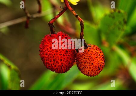 Zwei Beeren vom Erdbeerbaum (Arbutus unedo) Früchte rot und fast reif hängen vom Baum. Naturpark Arrabida, Setubal, Portugal. Stockfoto