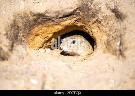 Europäisches Ziesel, Spermophilus citellus, auch bekannt als europäisches Souslik. Kleine Nagetier in den Bau versteckt. Stockfoto