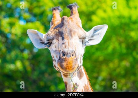 Nahaufnahme des Giraffenkopfes. Deatiled Ansicht der afrikanischen Tierwelt. Stockfoto