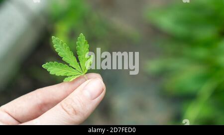 Marihuana Blatt Cannabis Pflanze Baum wächst auf grün. Hanf Blätter für Extrakt medizinische Gesundheit natürlich. Menschliche Hand, die ein grünes Blatt Cannabis hält Stockfoto