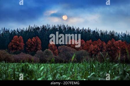 Geheimnisvolle Landschaft in kalten Tönen. Nachtwiese mit Gras und roten Bäumen unter Vollmond. Tau tropft auf Gras. Großer Mond über Kiefern im Feld. Stockfoto